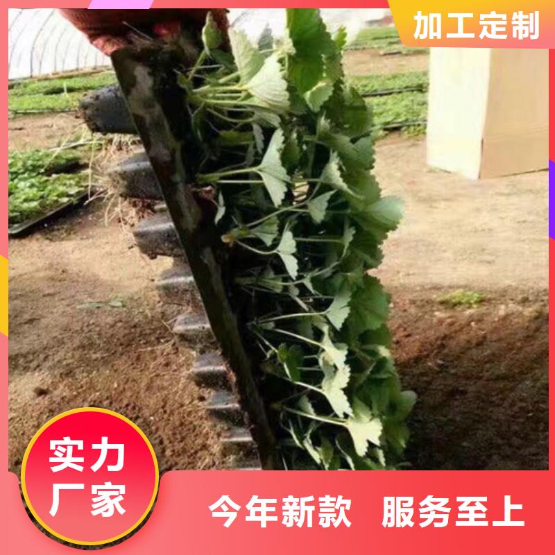 草莓苗软籽石榴树苗的简单介绍实力优品