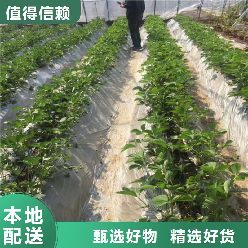 菠萝草莓苗耐储存品种专业按需定制