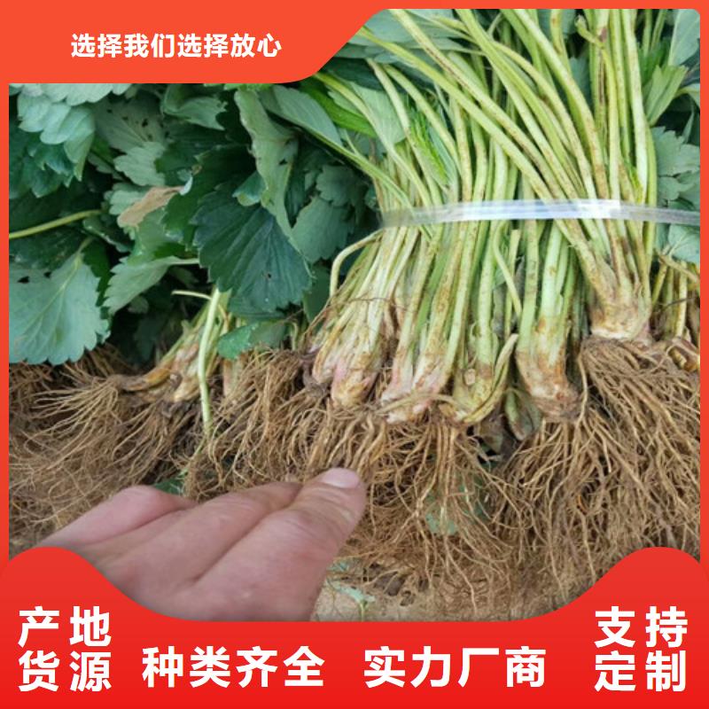 【草莓苗油桃树苗质优价廉】同城生产商