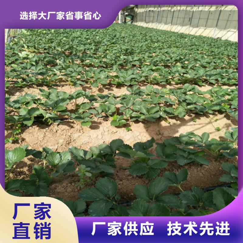 【草莓苗桃树苗基地用的放心】懂您所需