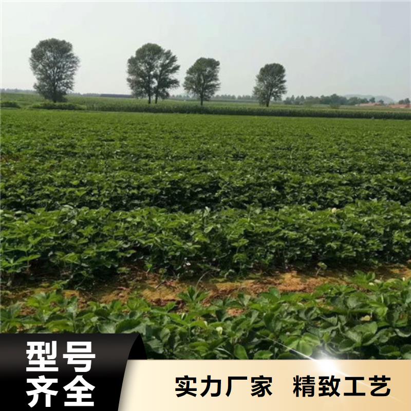 草莓苗_夏黑葡萄苗源头厂家供应国标检测放心购买