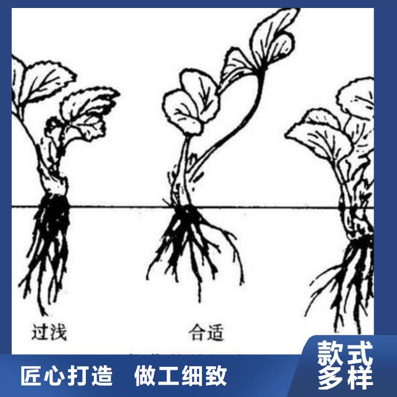 草莓苗蜂糖李子树苗源厂定制当地货源