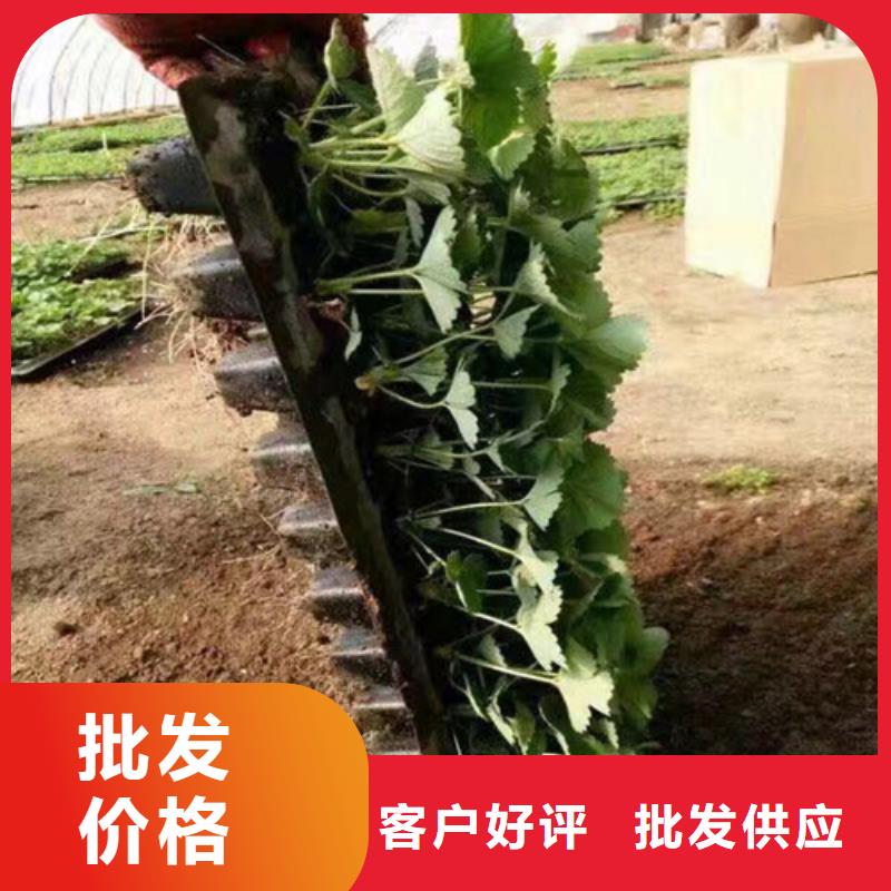 草莓苗草莓苗价格质量层层把关做工细致