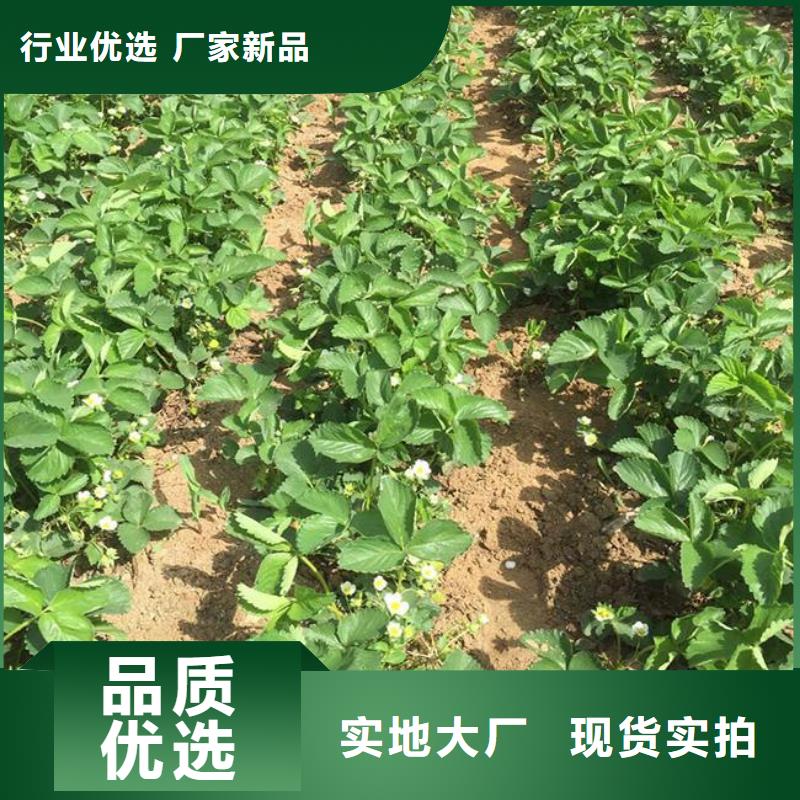 草莓苗果树苗批发基地符合国家标准质量检测