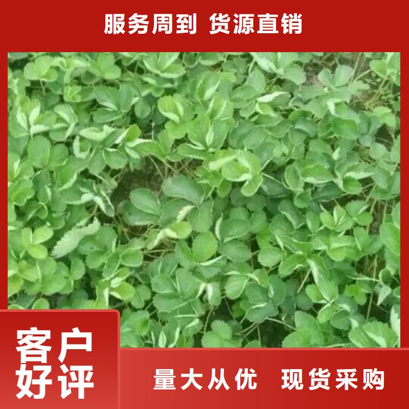 奶油草莓苗批发敢与同行比价格