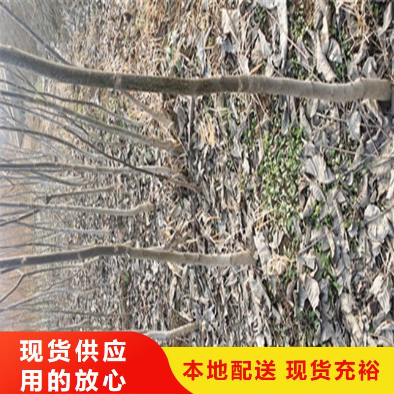 【核桃苗草莓苗价格品牌大厂家】本地公司