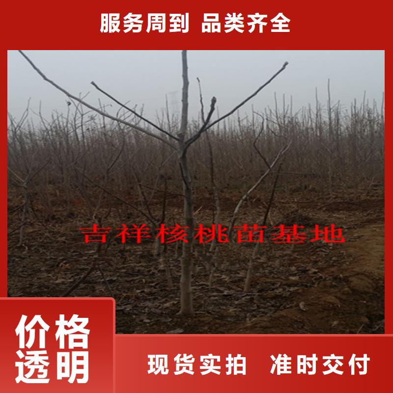 【核桃苗】梨树苗基地敢与同行比服务厂家直发