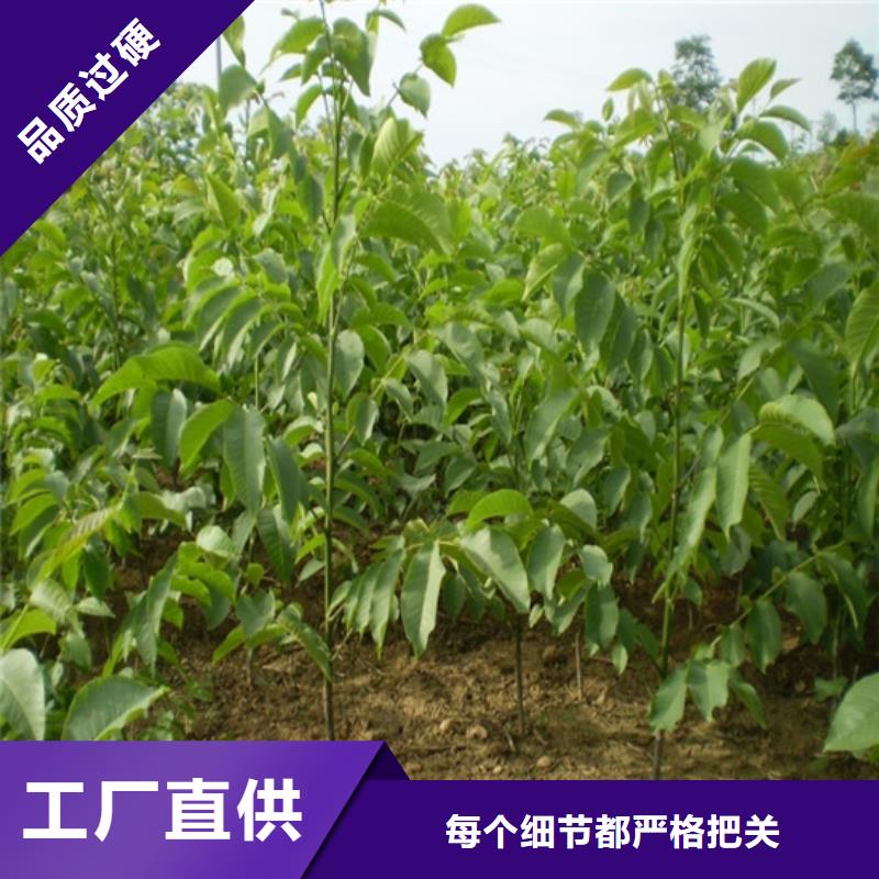 核桃实生苗哪里有种植的同城天博体育网页版登陆链接