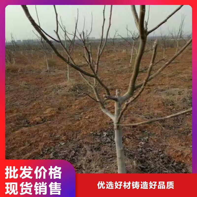 【核桃苗,红肉西梅质量层层把关】支持加工定制