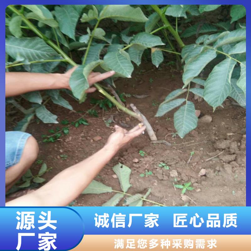 纸壳核桃树苗品种齐全<当地>供应商