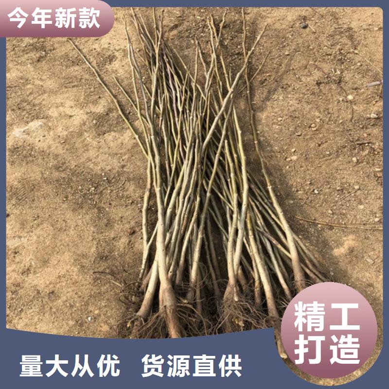 【核桃苗桃树苗基地适用范围广】按需定制