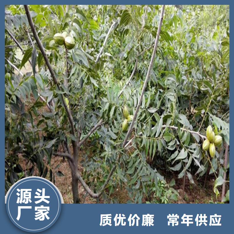 原生核桃树苗种植品种选择天博体育网页版登陆链接