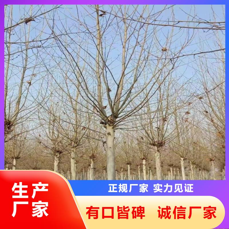 法桐种植基地法桐厂家现货批发