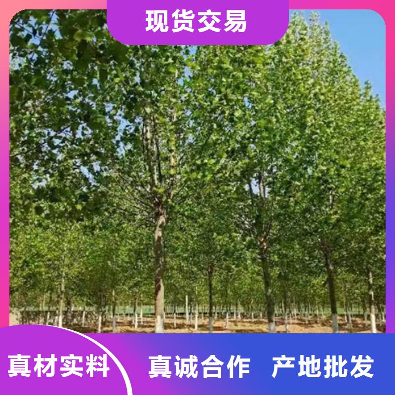 批发法桐小苗_天博体育网页版登陆链接附近生产商