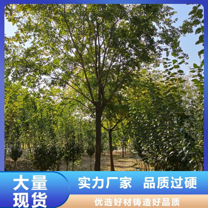 法桐价格优惠苗木基地实拍品质保障