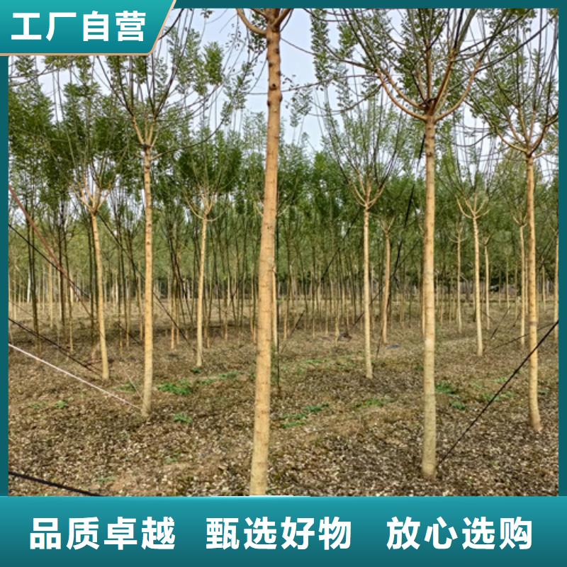 造型法桐价格-定制_翌昊苗木种植基地当地公司