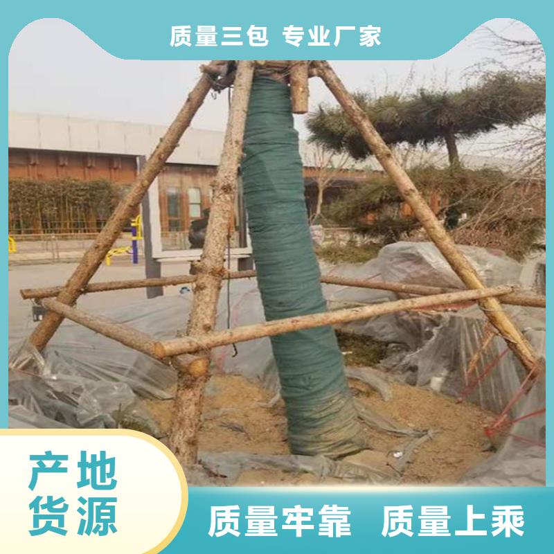 裹树布-双向塑料土工格栅放心选购厂家直销大量现货