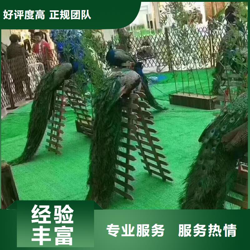 百鸟展出租专业