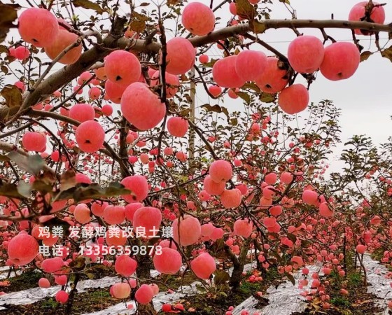 鸡粪厂家