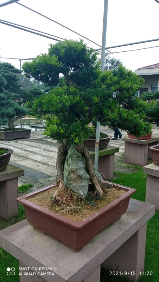 软基道路土壤固化土壤稳定剂来图定制